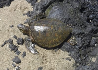 Turtle at Waikola Beach
